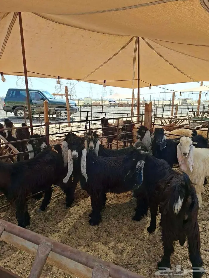 ذبايح نعيم حري تيوس 3