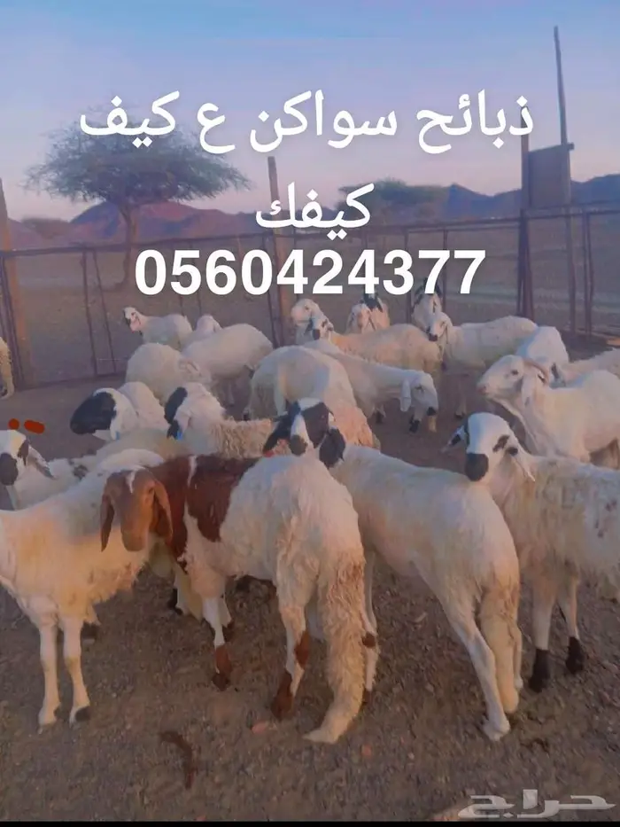 ذبائح للبيع 0