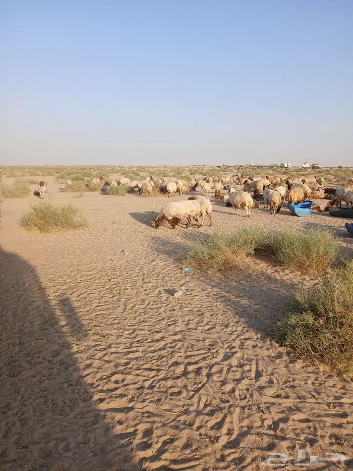 غنم مراح نعيم 260 راس معها 7 فحول و3 رغايث 0