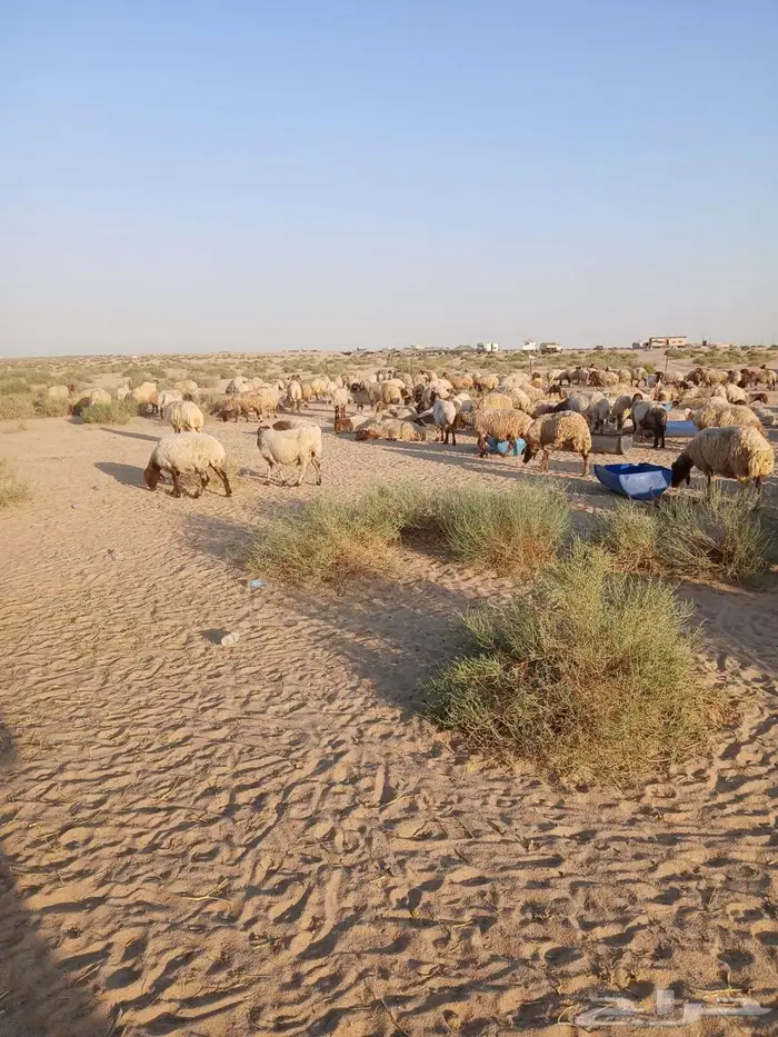 غنم مراح نعيم 260 راس معها 7 فحول و3 رغايث 3