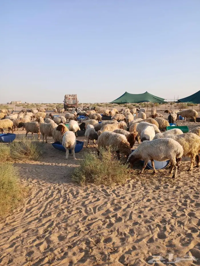 غنم مراح نعيم 260 راس معها 7 فحول و3 رغايث 1
