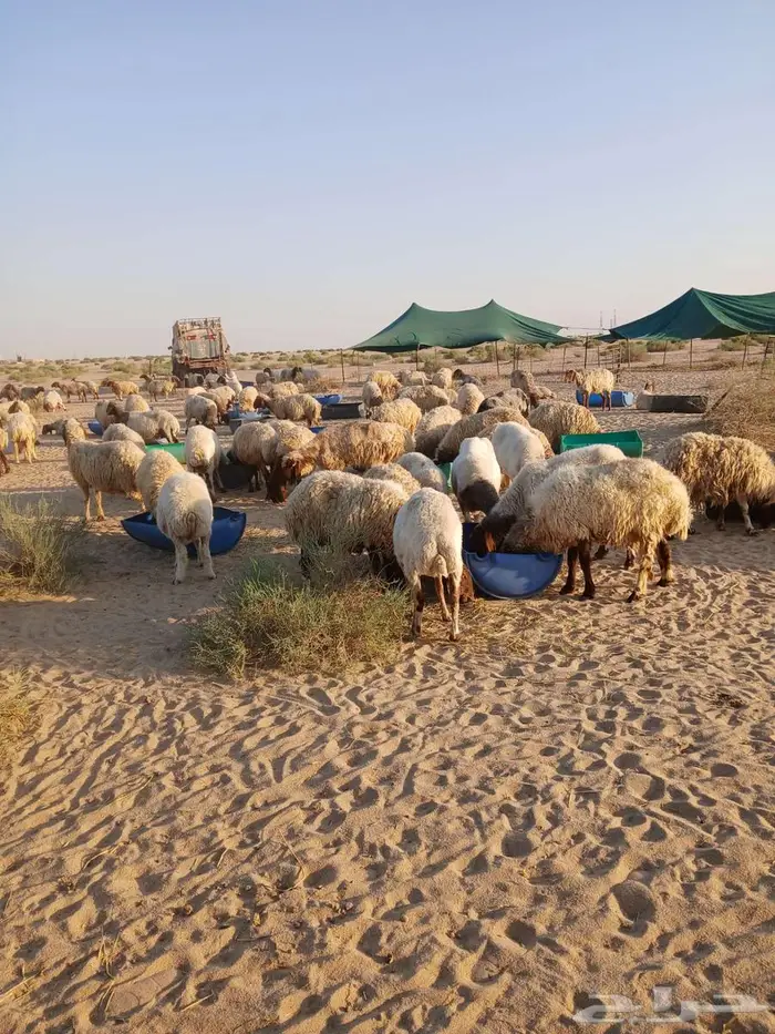 غنم مراح نعيم 260 راس معها 7 فحول و3 رغايث 2