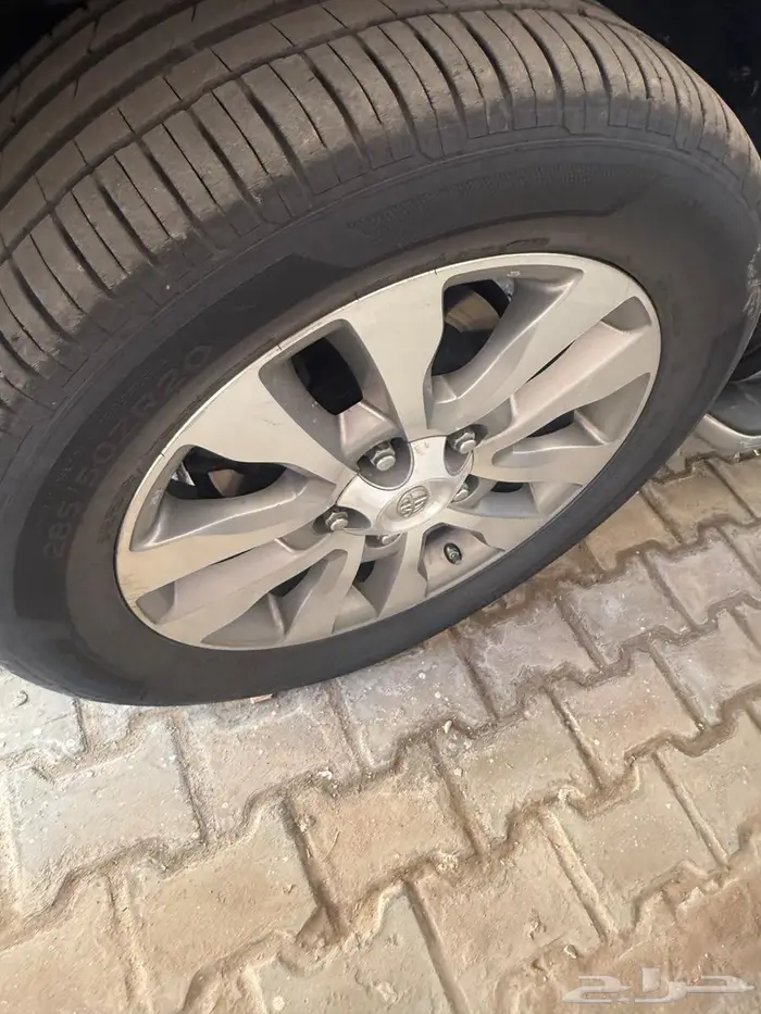 جنوط سكويا عشرين وكاله 3