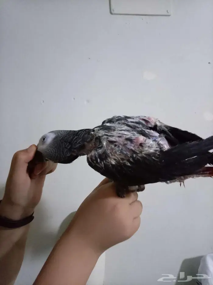 انثي كاسكو تطلب تزاوج اليفةمتكلمةمحللةبيع اوبدلبامازوني 1