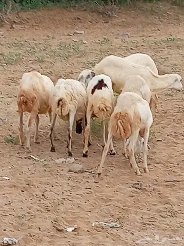 رخيل 2