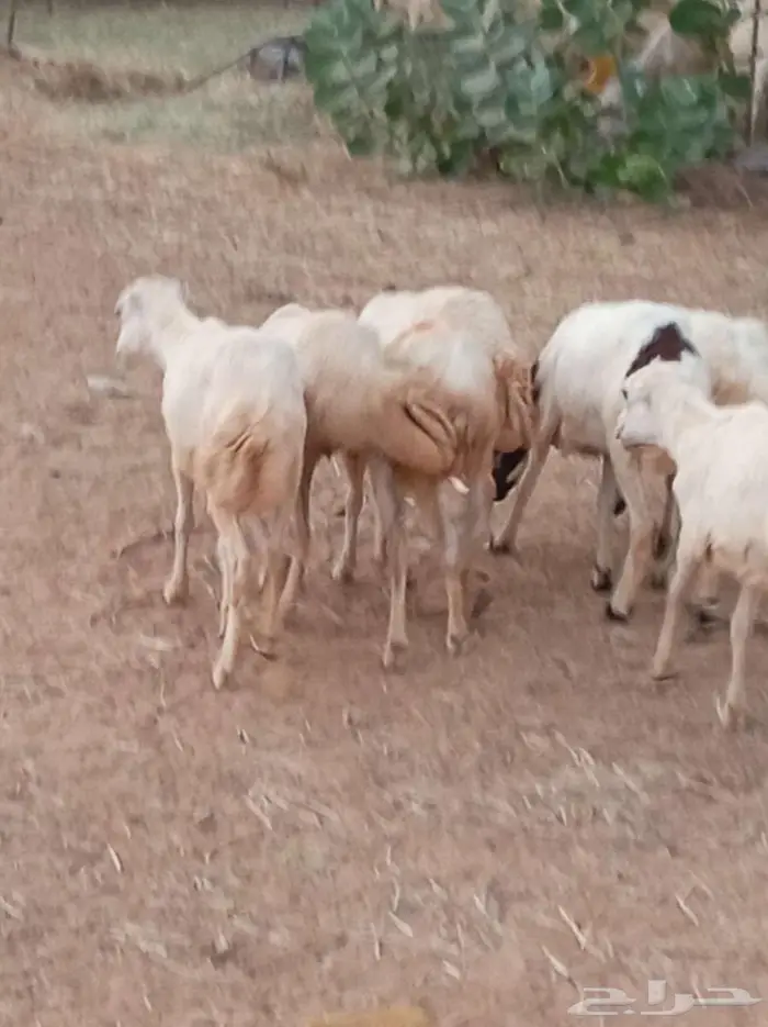 رخيل 0