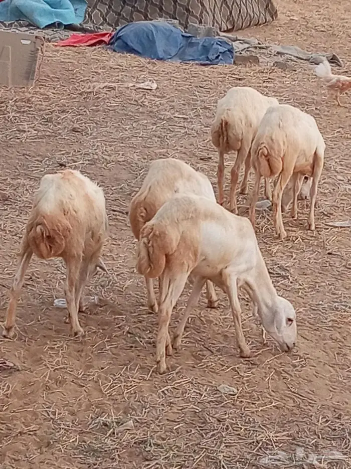 رخيل 5