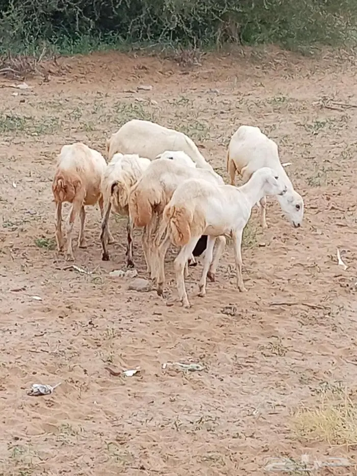 رخيل 3