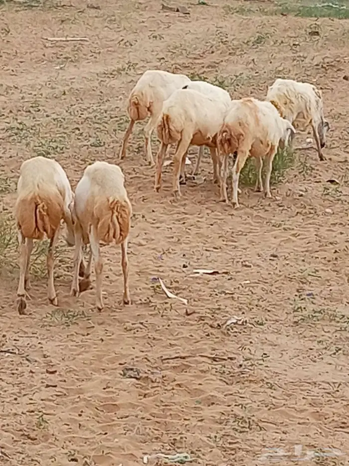رخيل 4