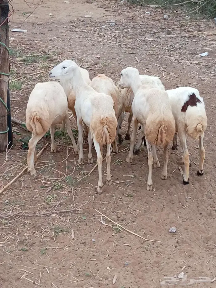 رخيل 6