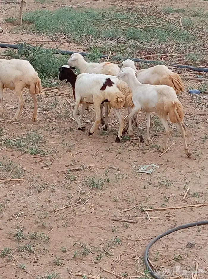 رخيل 8