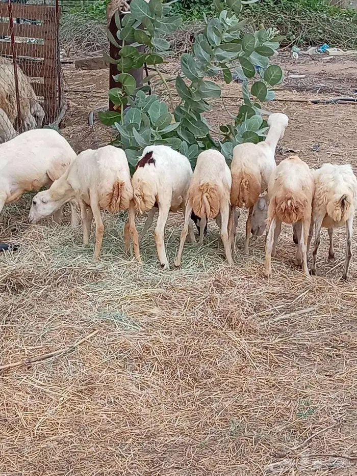 رخيل 11