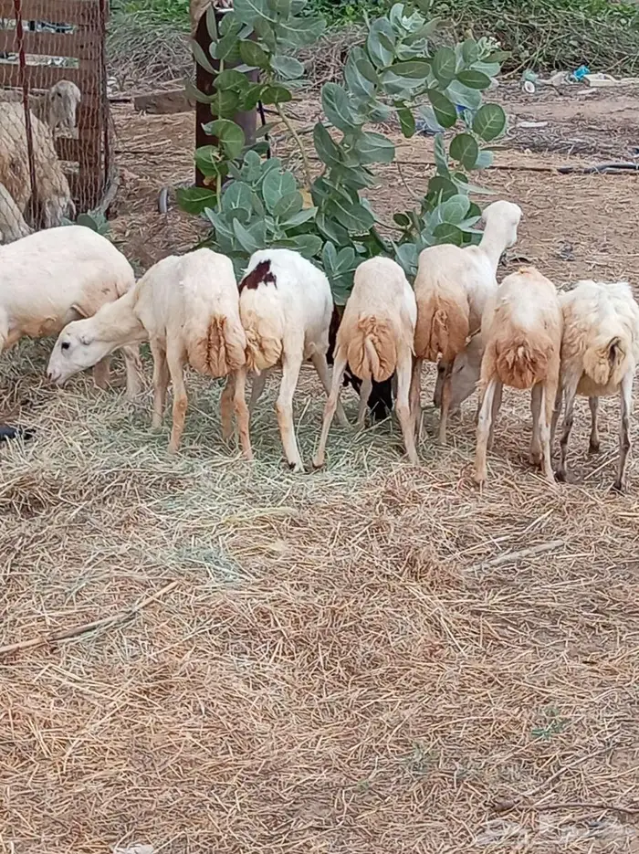 رخيل 10
