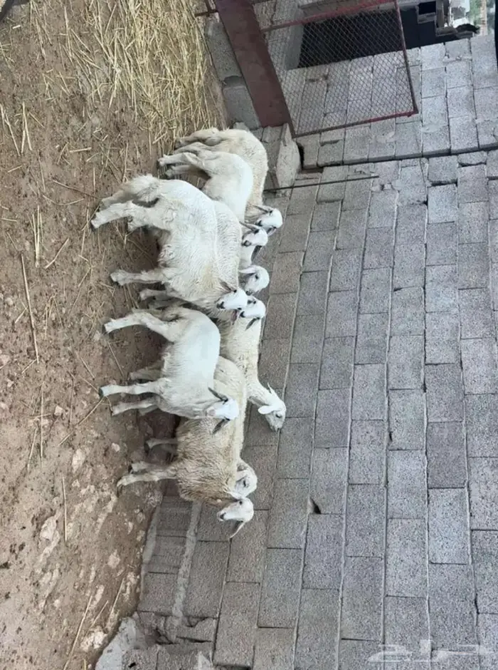 رخال حريات 0