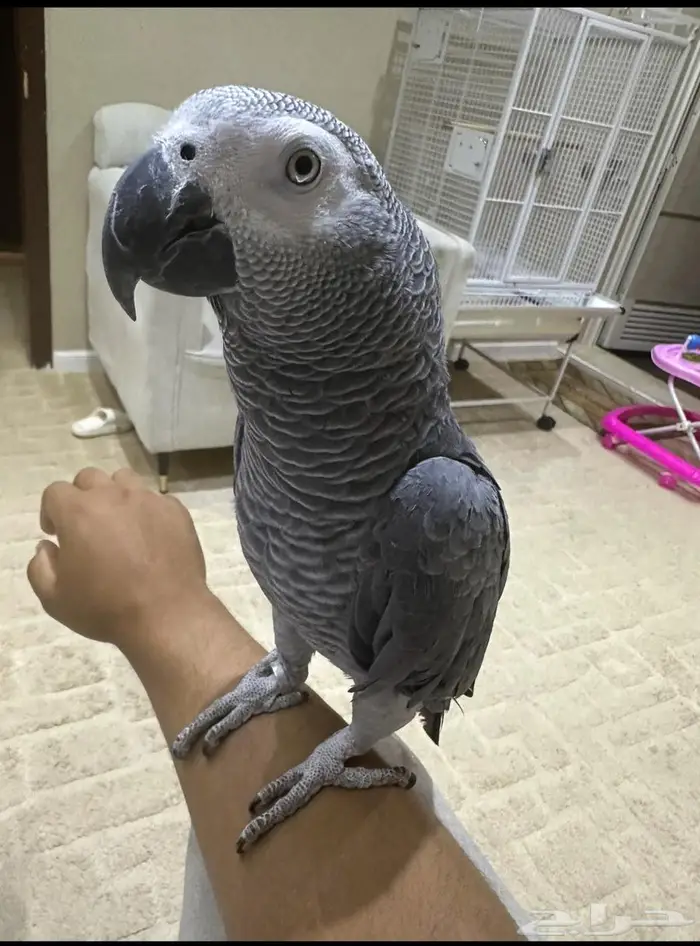 فرخ كاسكو 2