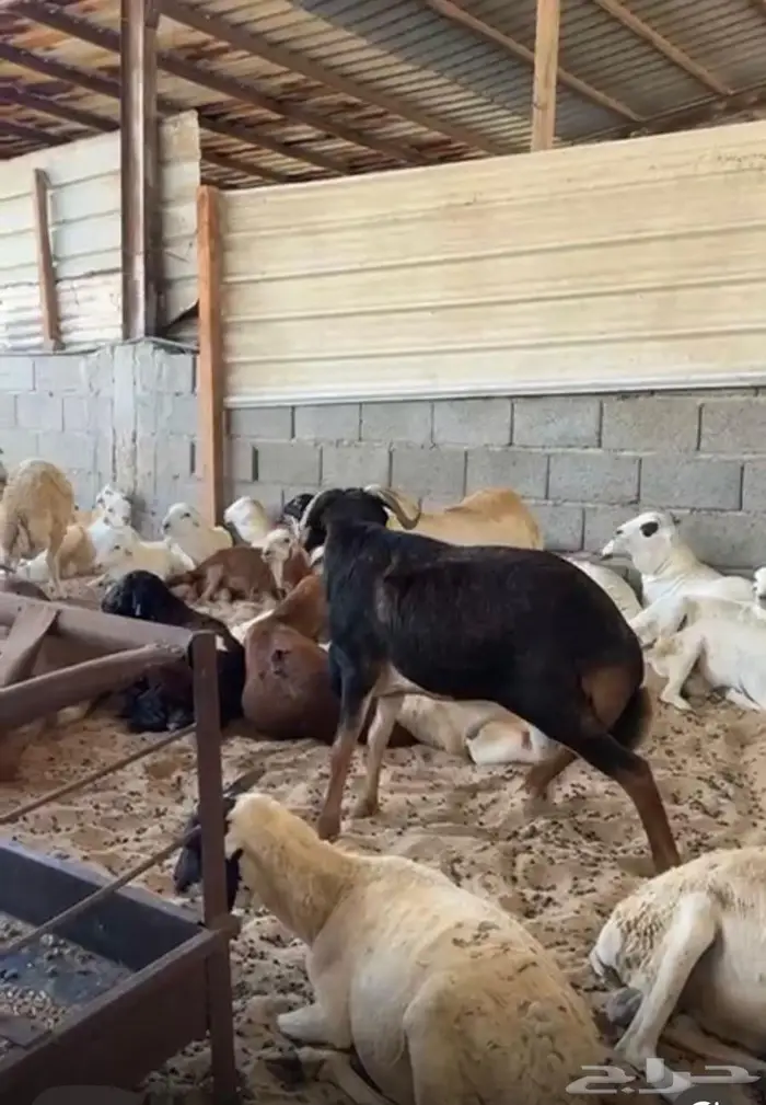 طليان رفيدي 4