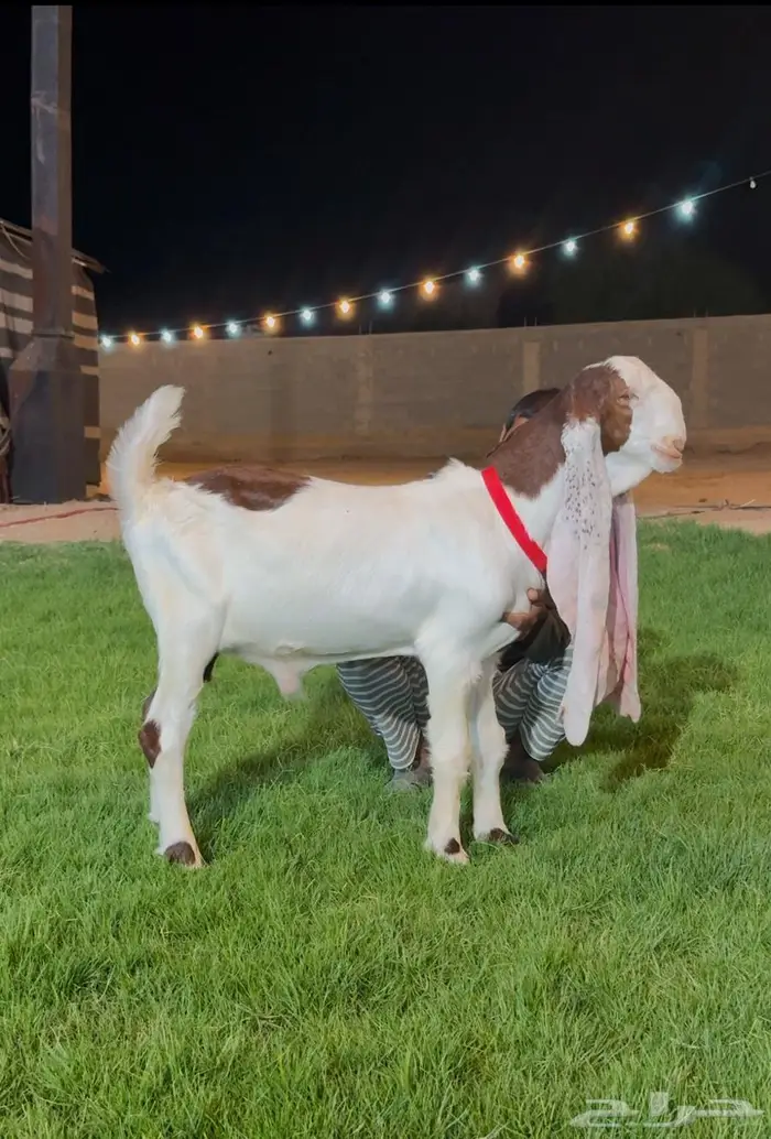 جفر مشروع فحل هولندي خصم لاهل الزين 2