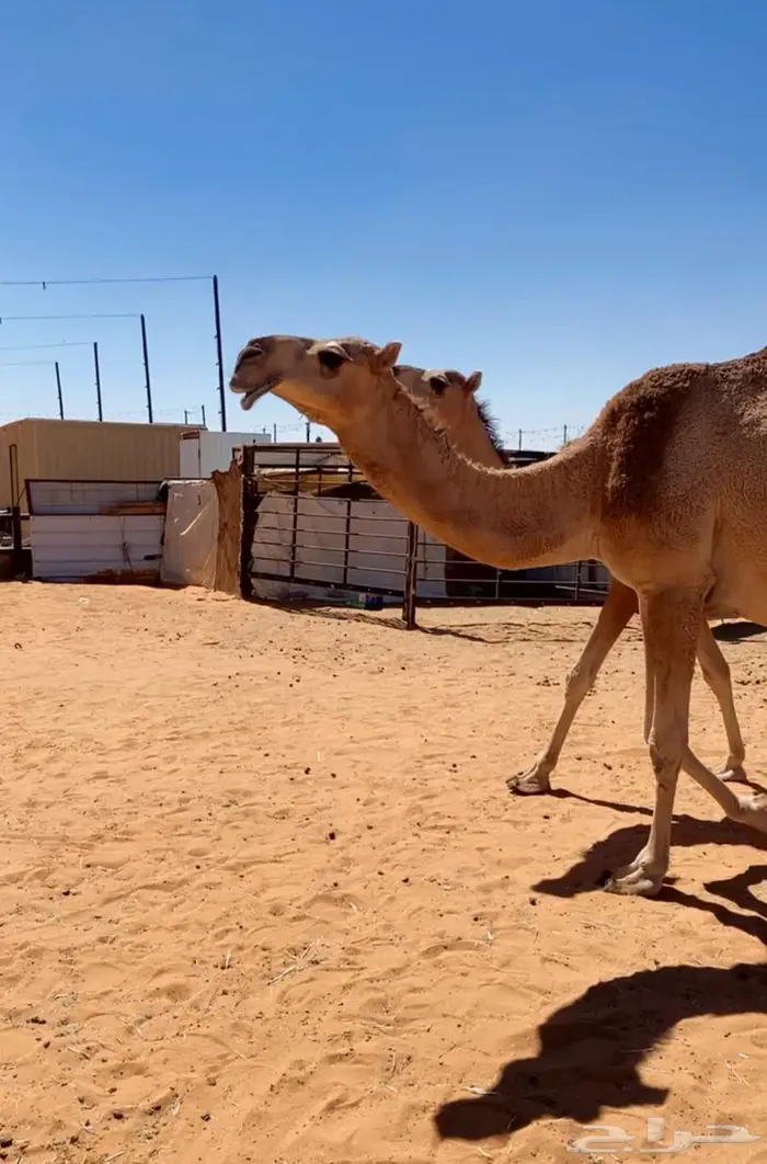 لقحات ثنيه ورباع 0