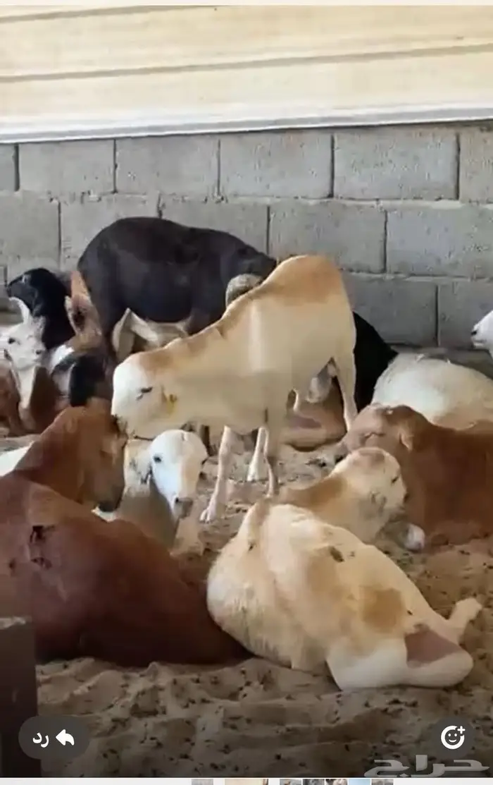 طليان رفيدي 2