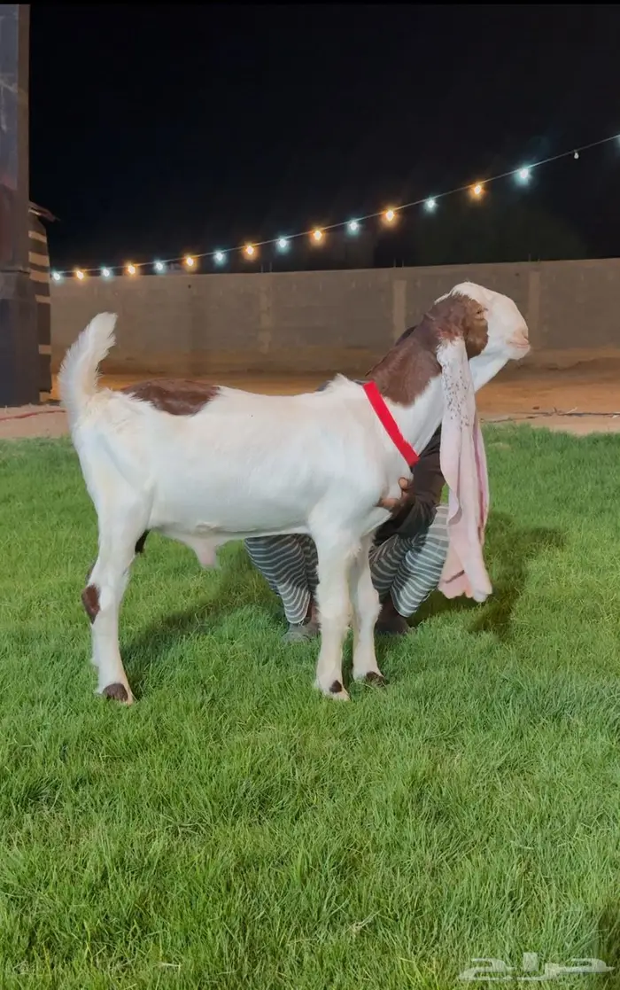 جفر مشروع فحل هولندي خصم لاهل الزين 3