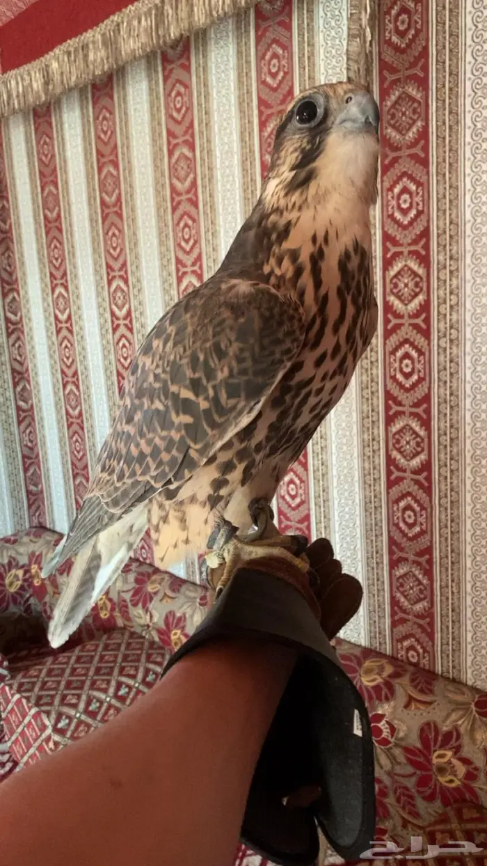 طير حر اصيل بكر 0
