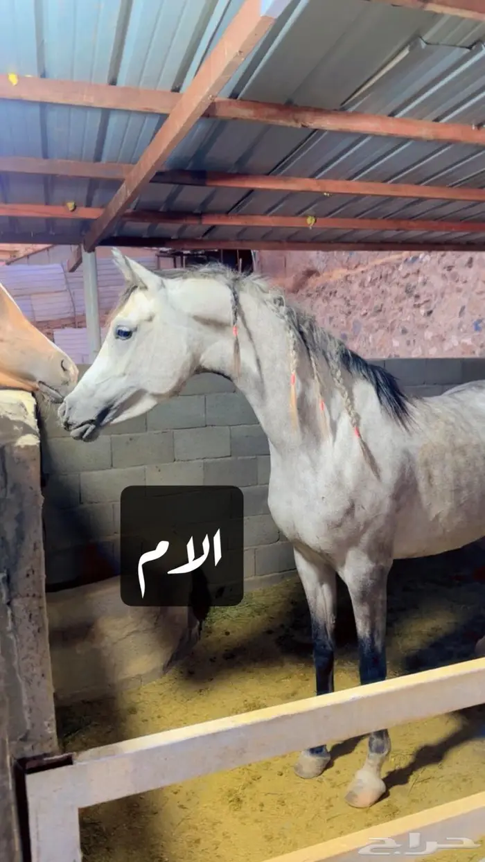 مهره عربيه ورق 7