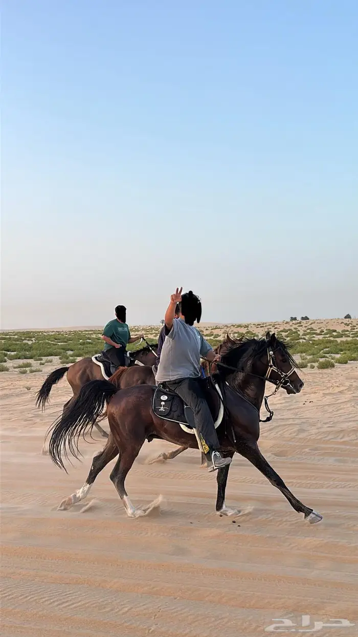 تعليم ركوب الخيل للمبتدئين 1