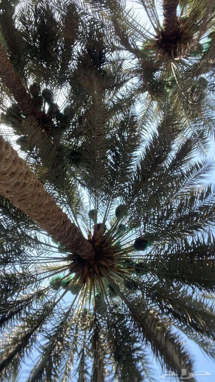قلع وخرس النخيل داخل وخارج المملكه بافضل الأسعار 0