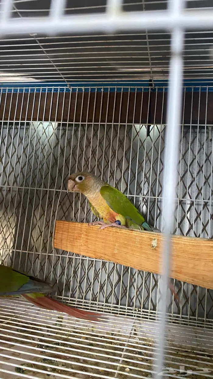 زوج كنيور أناناس ((. تم البيع )) 2