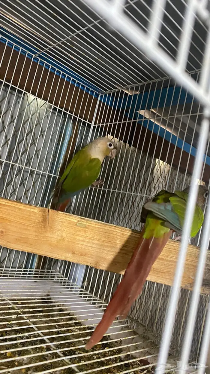 زوج كنيور أناناس ((. تم البيع )) 3