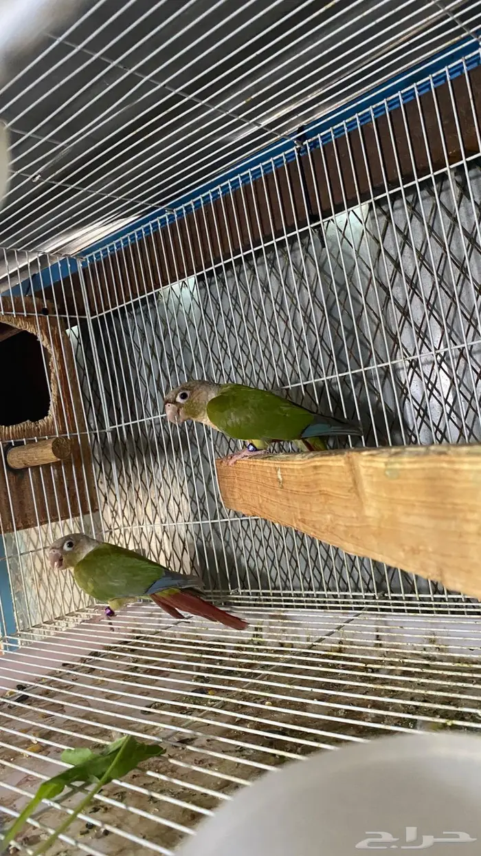 زوج كنيور أناناس ((. تم البيع )) 4