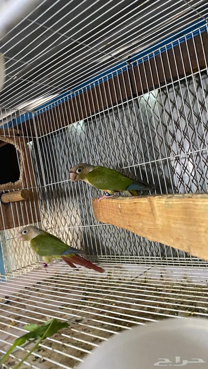 زوج كنيور أناناس ((. تم البيع )) 5