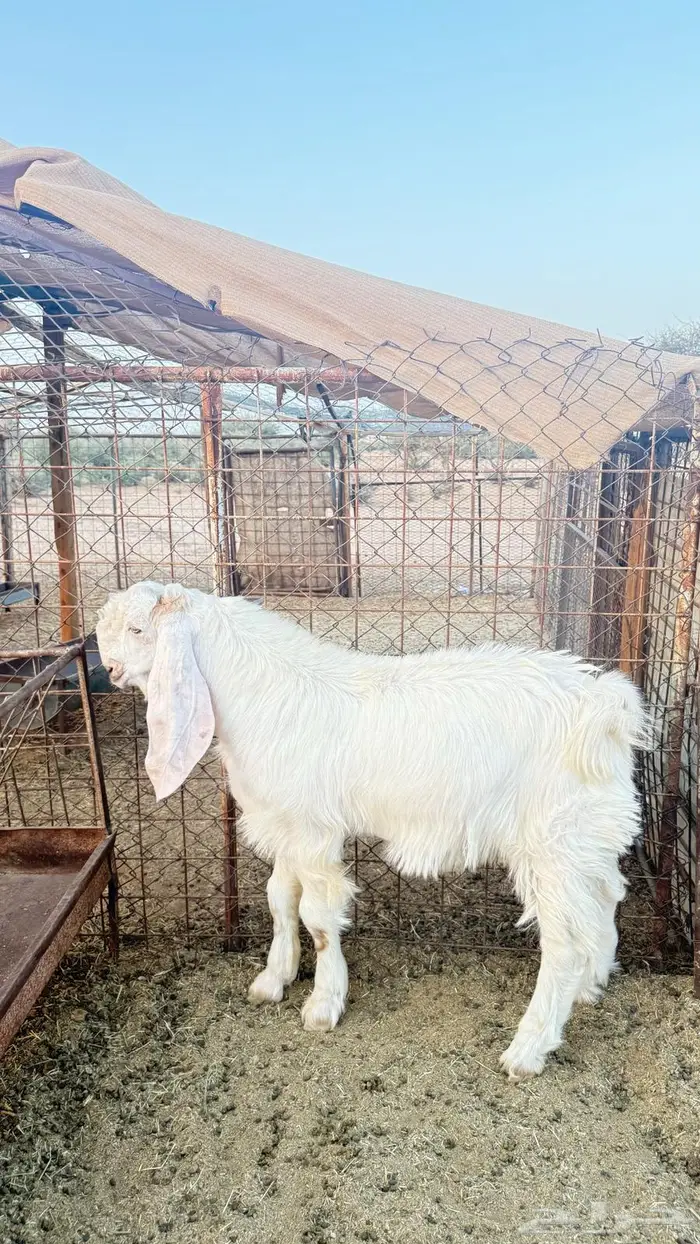 مشروع فحل هولندي 2