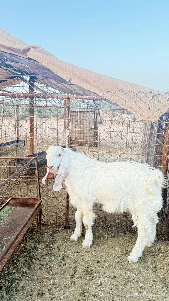 مشروع فحل هولندي 1