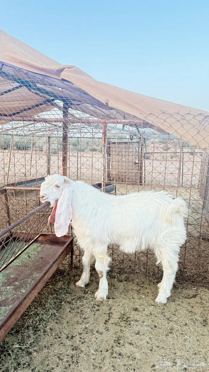 مشروع فحل هولندي 0