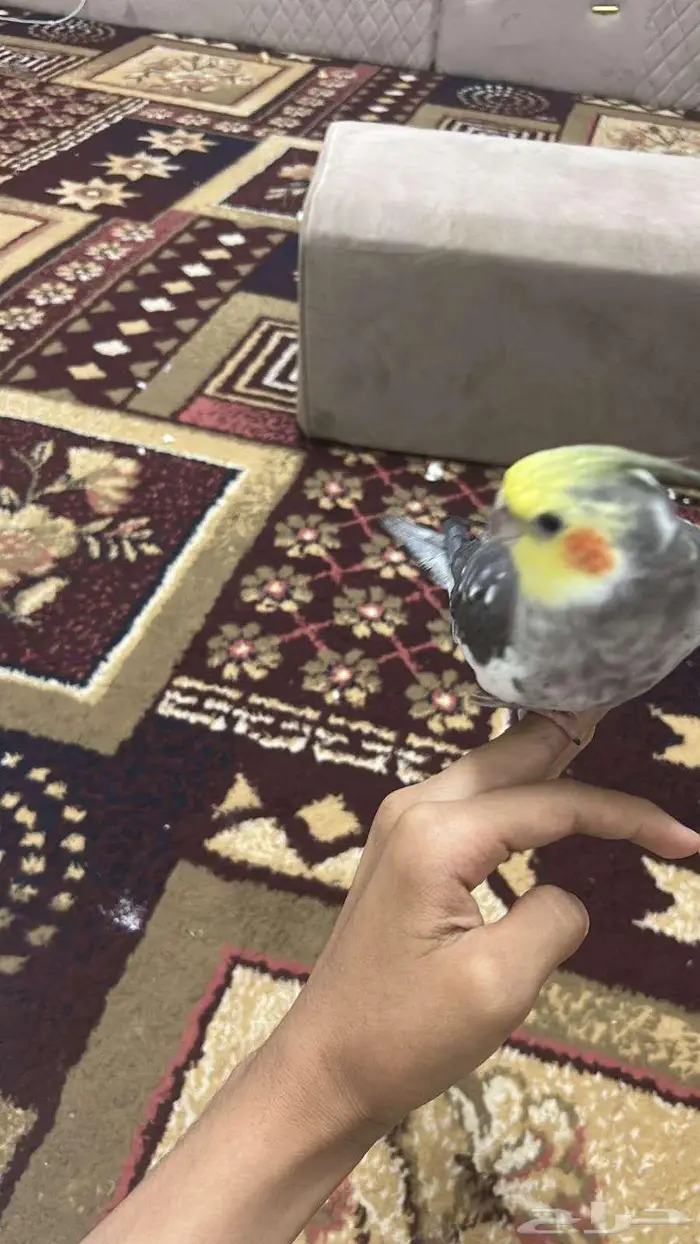 كوكتيل هدد لعوب 2