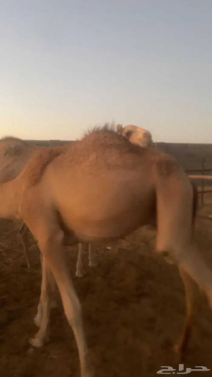 قعدان صوماليه مستورده 2