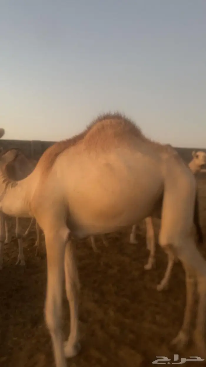 قعدان صوماليه مستورده 5