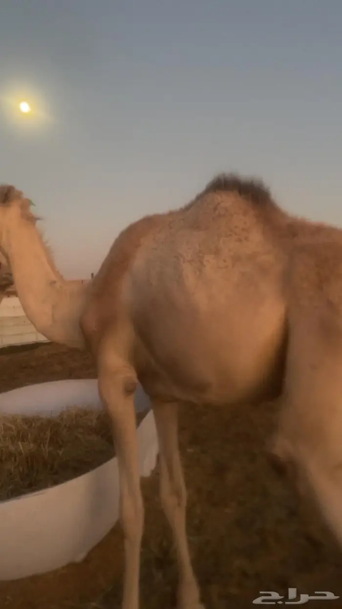 قعدان صوماليه مستورده 4