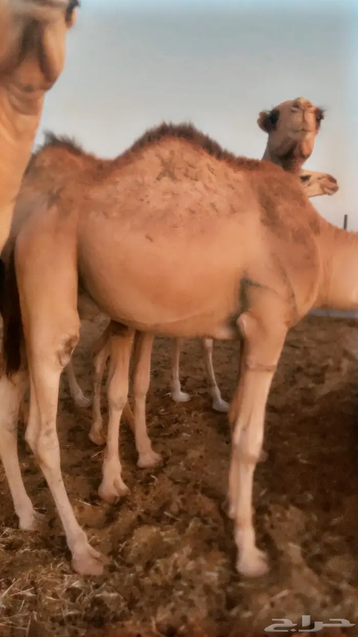 قعدان صوماليه مستورده 6