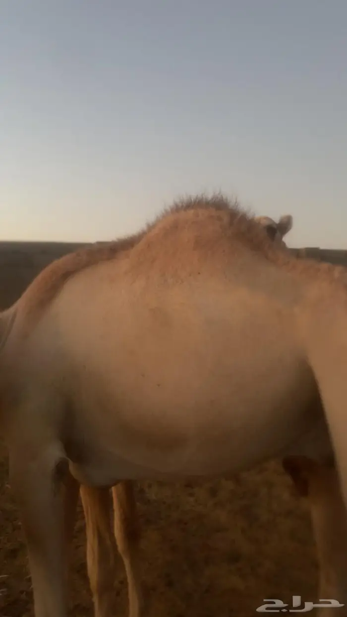 قعدان صوماليه مستورده 3