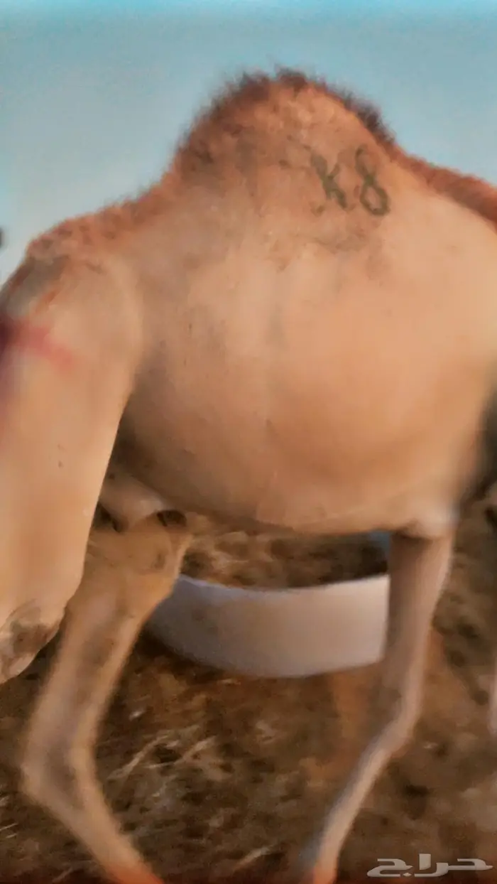 قعدان صوماليه مستورده 0