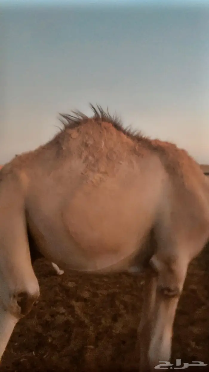 قعدان صوماليه مستورده 1