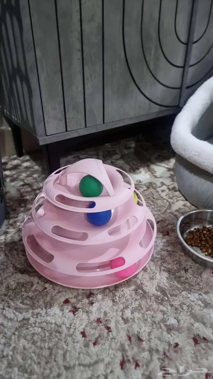 قط شيرازي للتبني 4