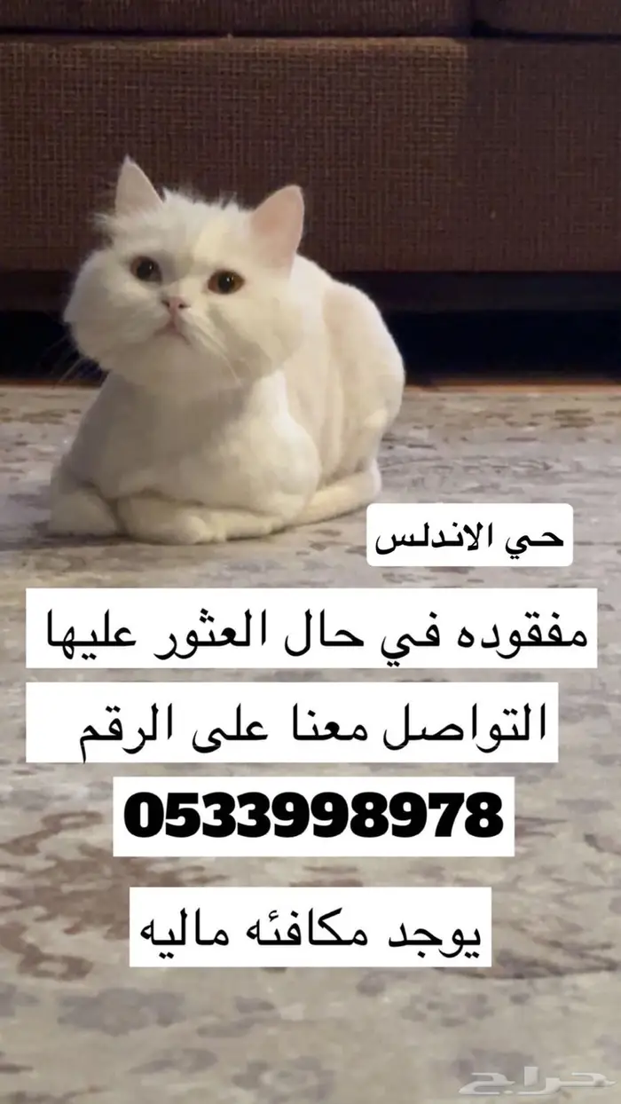 قطه مفقوده في الخرج حي الاندلس 0