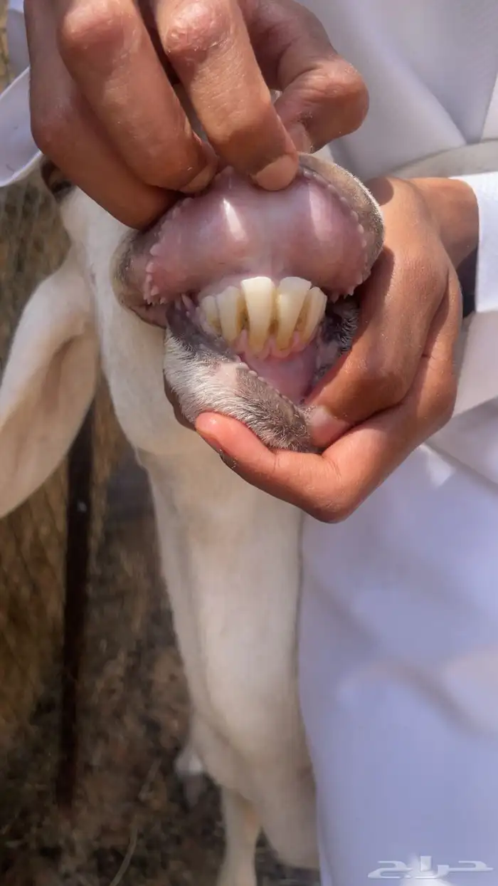 حريات حرش متابيع 2
