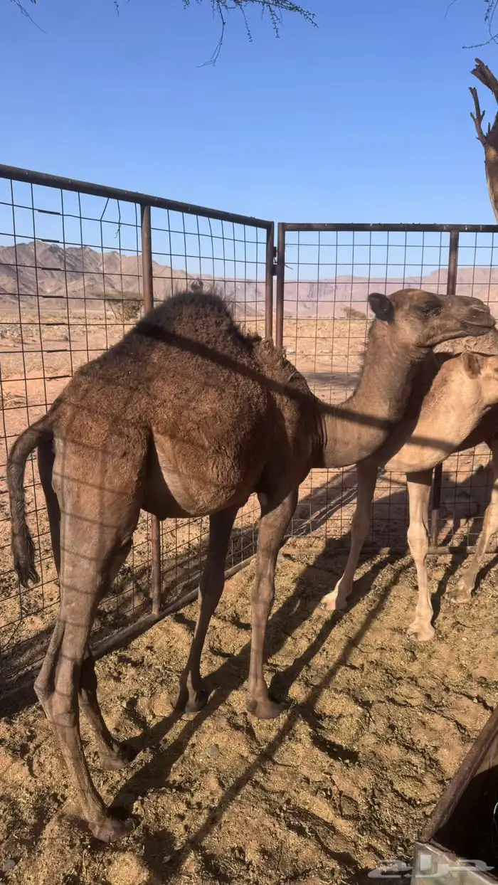 قعدان بريات لحم فل 1