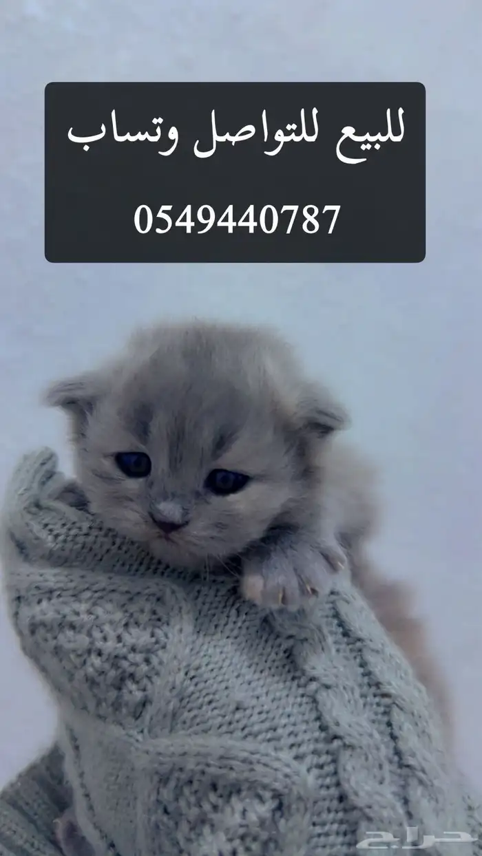 قطط شيرازيه للبيع 0