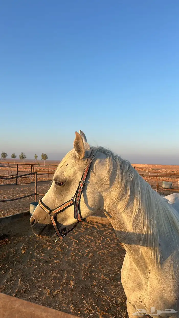 خيل ل البيع 4