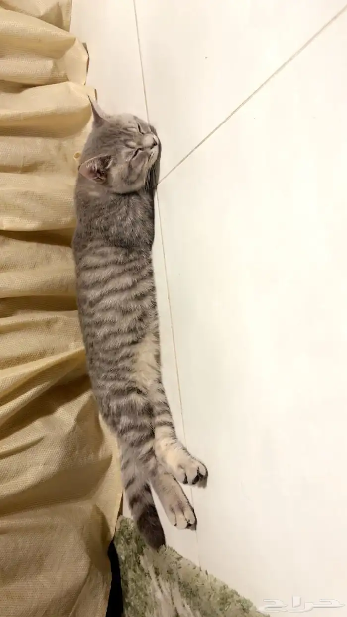 قطة سكوتش ستريت 4